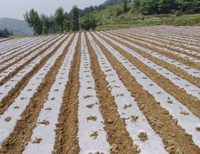 浙江聚乙烯塑料薄膜与塑料农膜加工 优质厂家选择指南