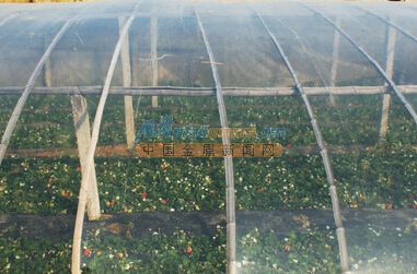 农用大棚膜供求指南 大量供应价位合理的选择与塑料农膜加工解析